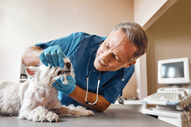 Best Emergency Denture Repair in Port Republic, NJ